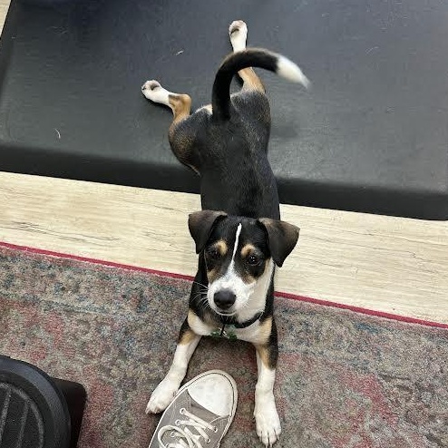 Enlarge Wylie, a Adoptable mixed breed in Springfield, MO image 3/6