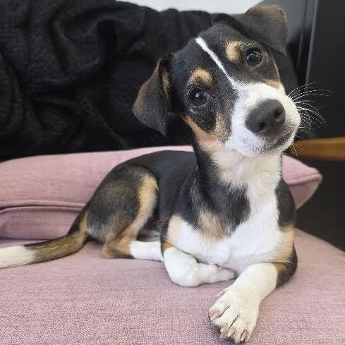 Wylie, Adoptable, Puppy Male Dachshund & Jack Russell Terrier.