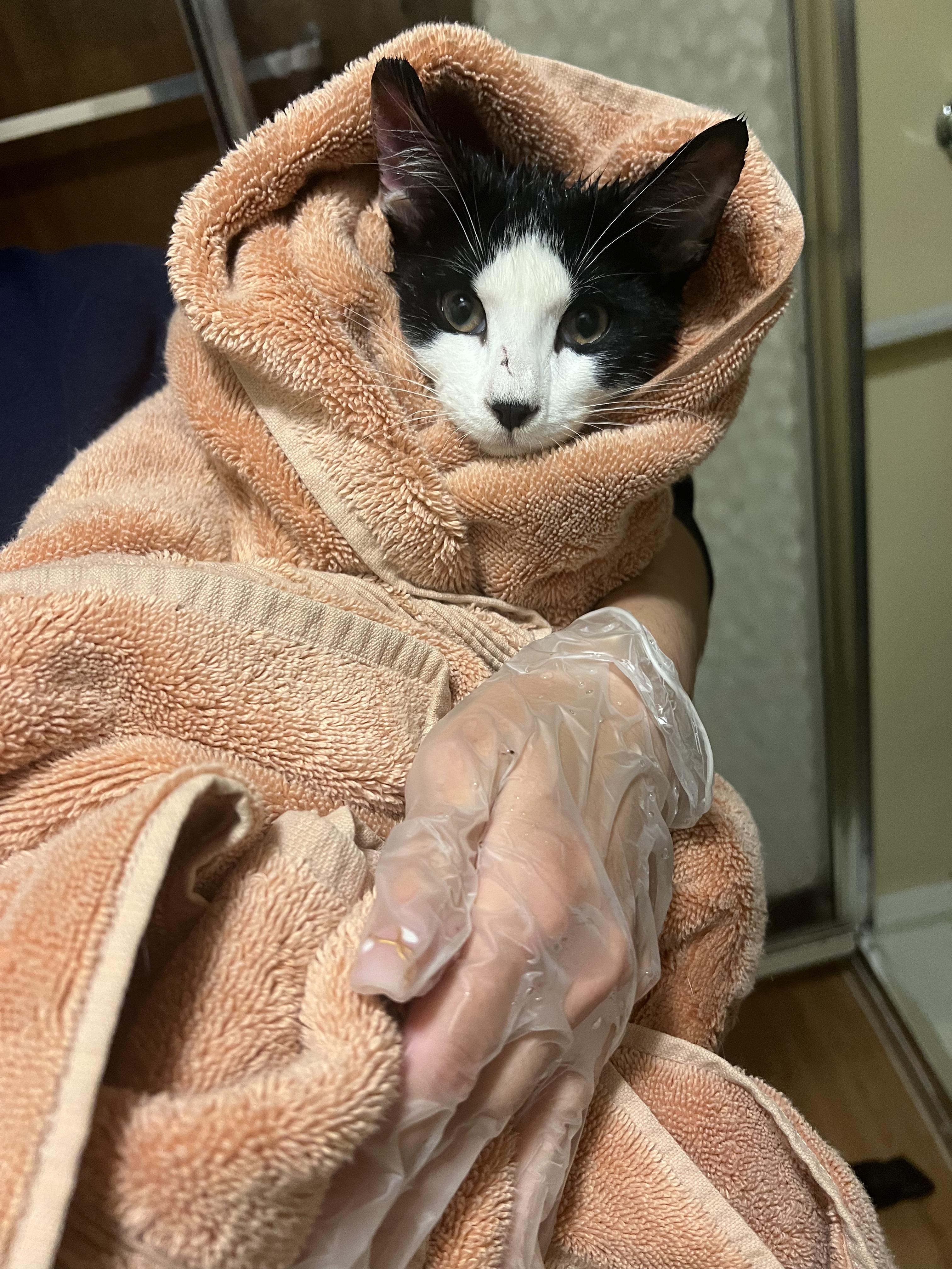 Enlarge Purry Murray, a ADOPTABLE Domestic Short Hair in Staten Island, NY image 2/2