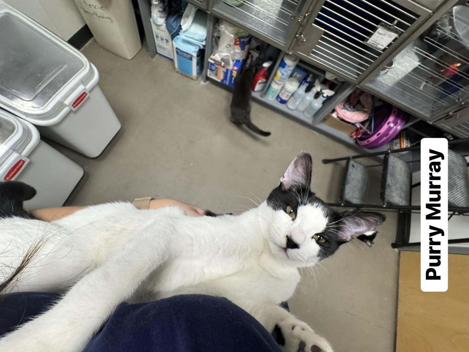 Enlarge Purry Murray, a ADOPTABLE Domestic Short Hair in Staten Island, NY image 6/6