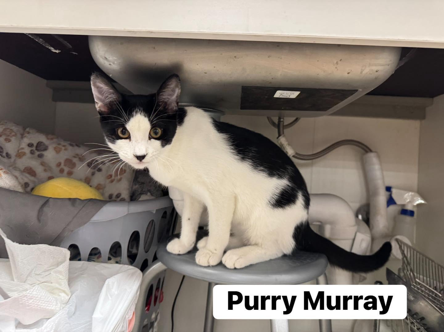 Enlarge Purry Murray, a ADOPTABLE Domestic Short Hair in Staten Island, NY image 5/6