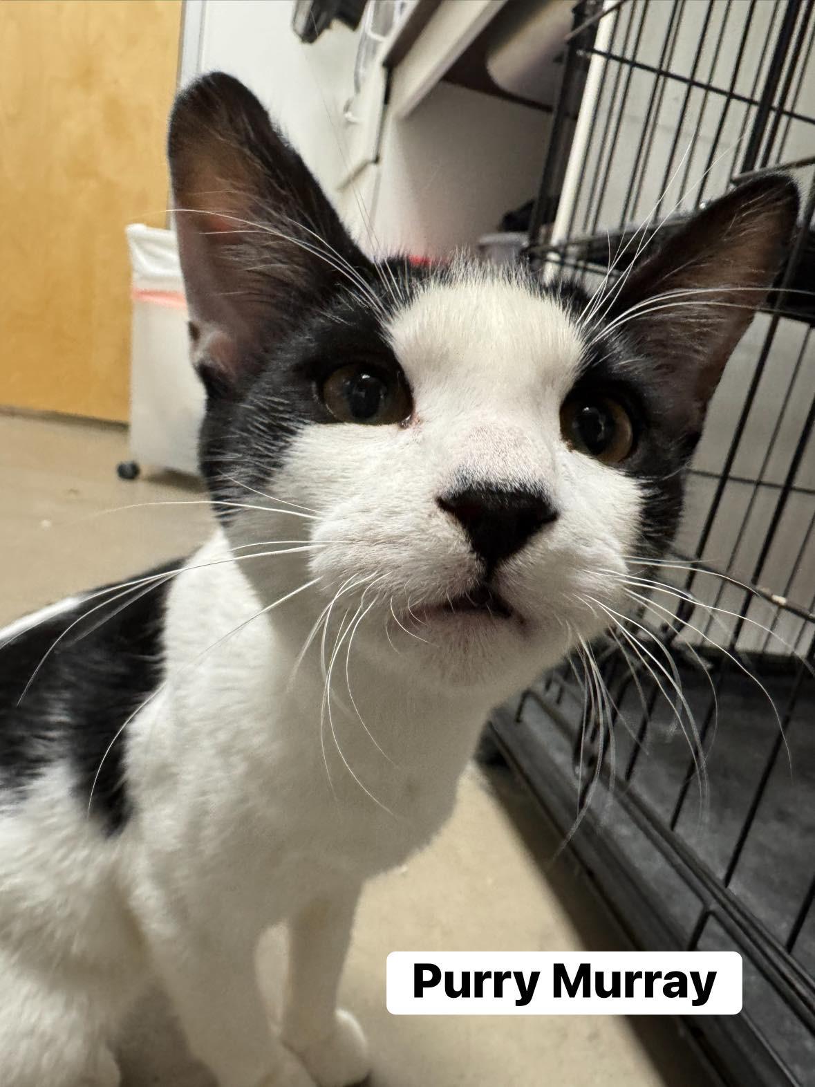 Purry Murray, ADOPTABLE, Kitten Male Domestic Short Hair.