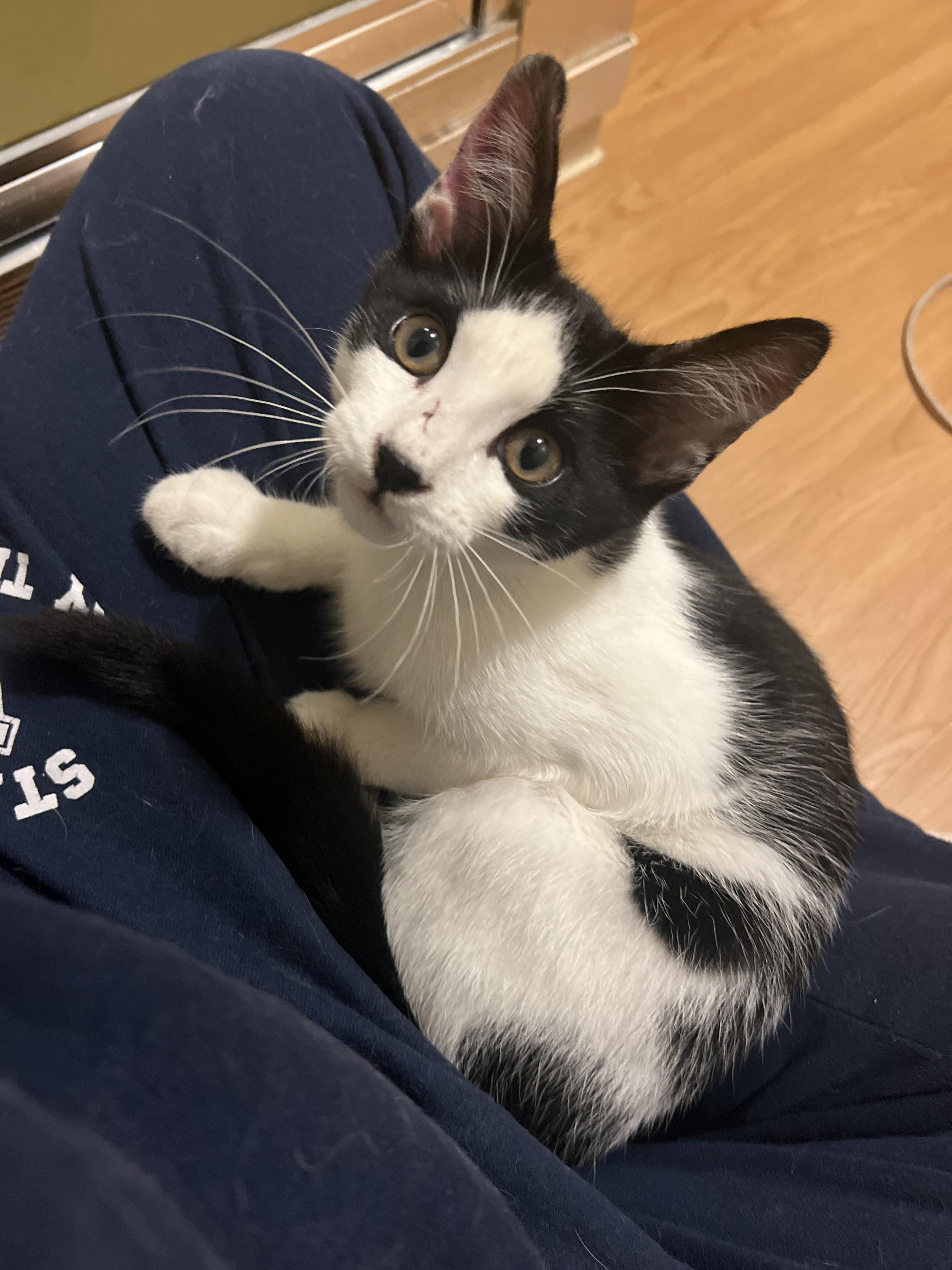 Purry Murray, ADOPTABLE, Kitten Male Domestic Short Hair.