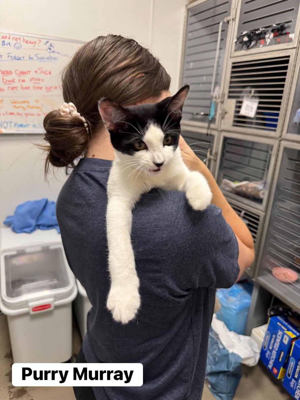 Enlarge Purry Murray, a ADOPTABLE Domestic Short Hair in Staten Island, NY image 2/6