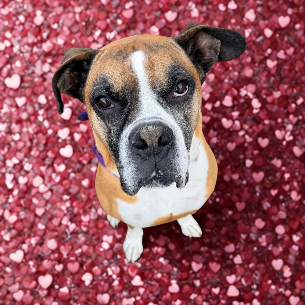 Enlarge Kayzer, a Adoptable Boxer in Denver, CO image 2/2