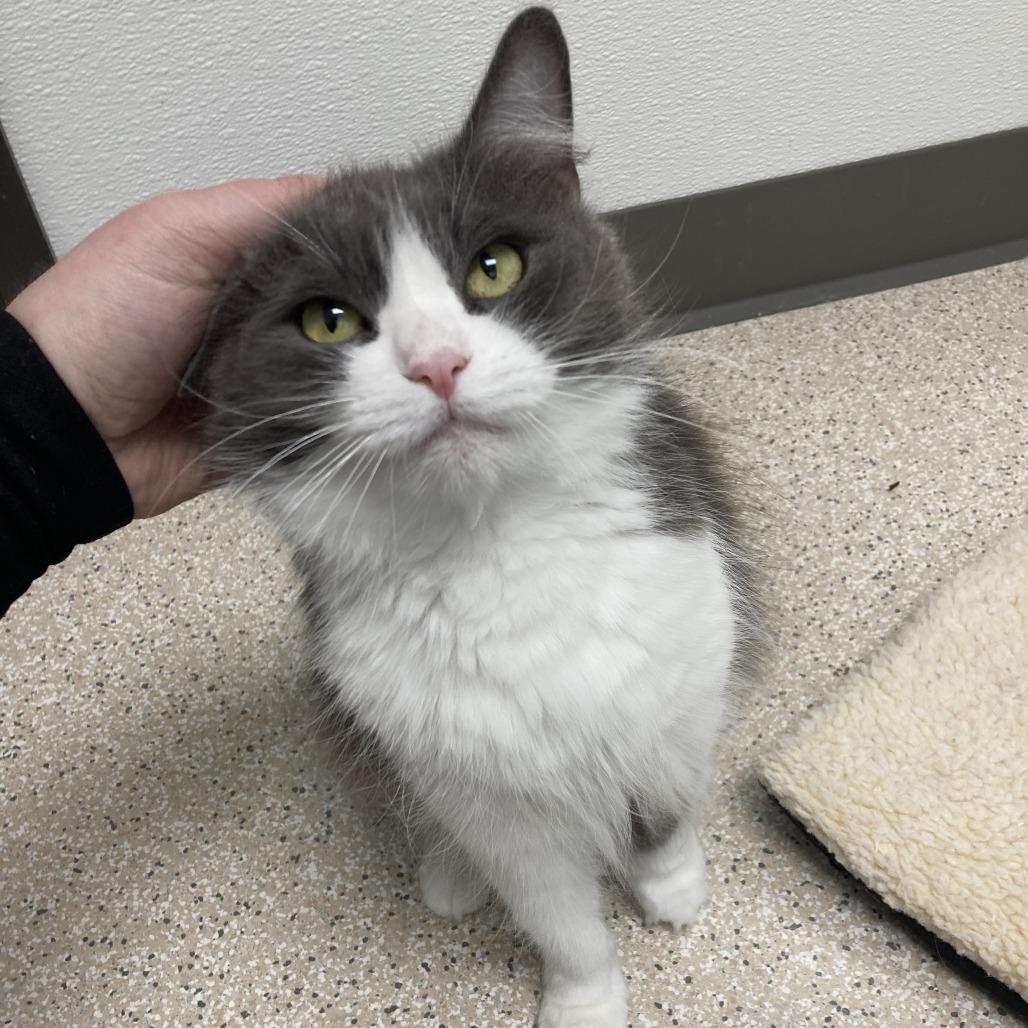Enlarge Violet, a Adoptable Domestic Medium Hair in St. Helena, CA image 1/4