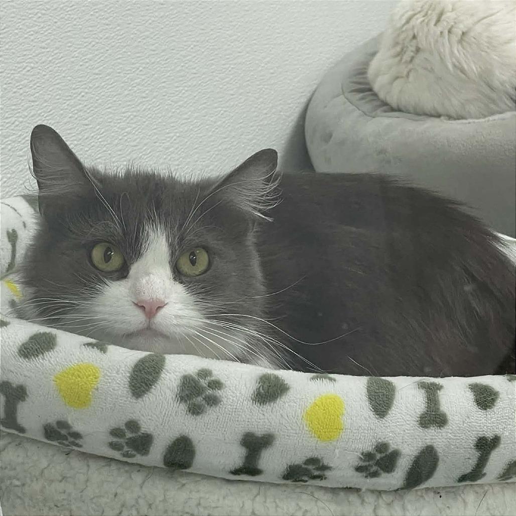 Enlarge Violet, a Adoptable Domestic Medium Hair in St. Helena, CA image 2/4