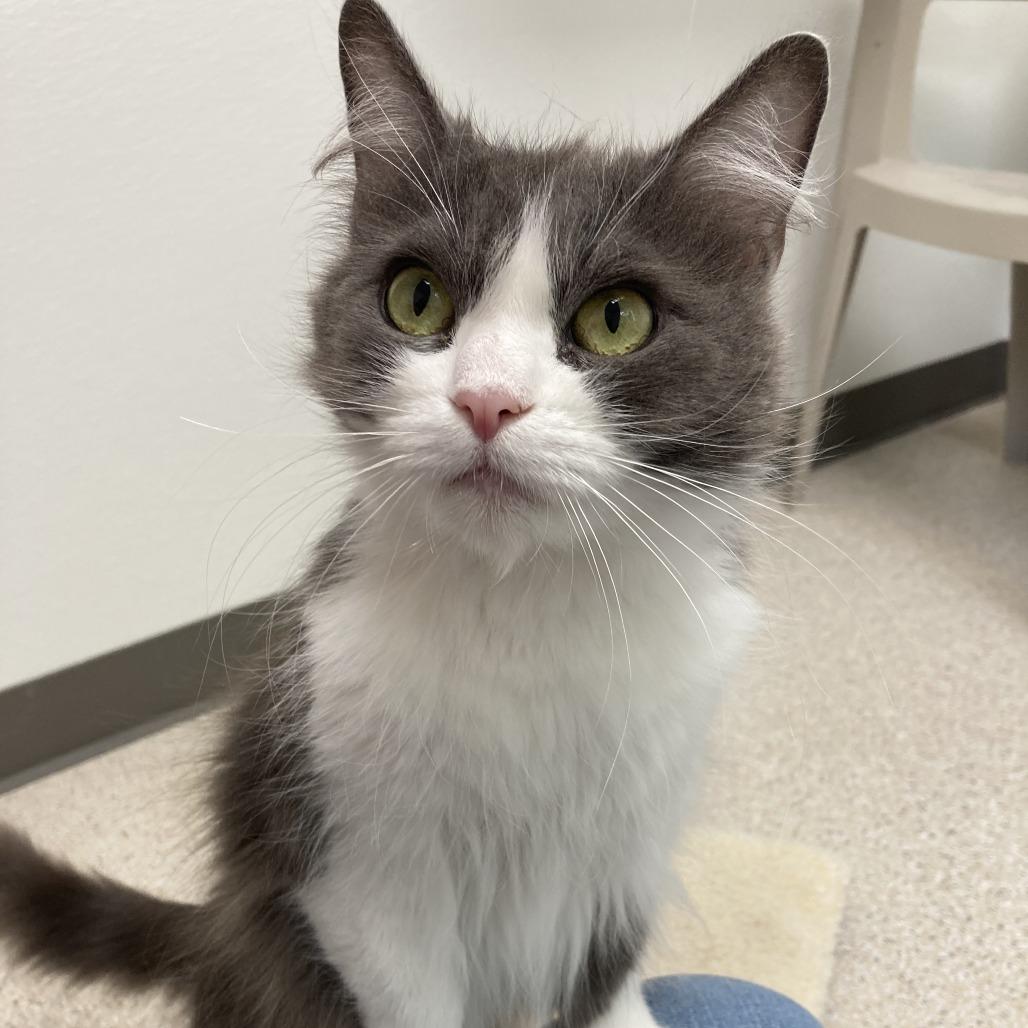 Enlarge Violet, a Adoptable Domestic Medium Hair in St. Helena, CA image 3/4