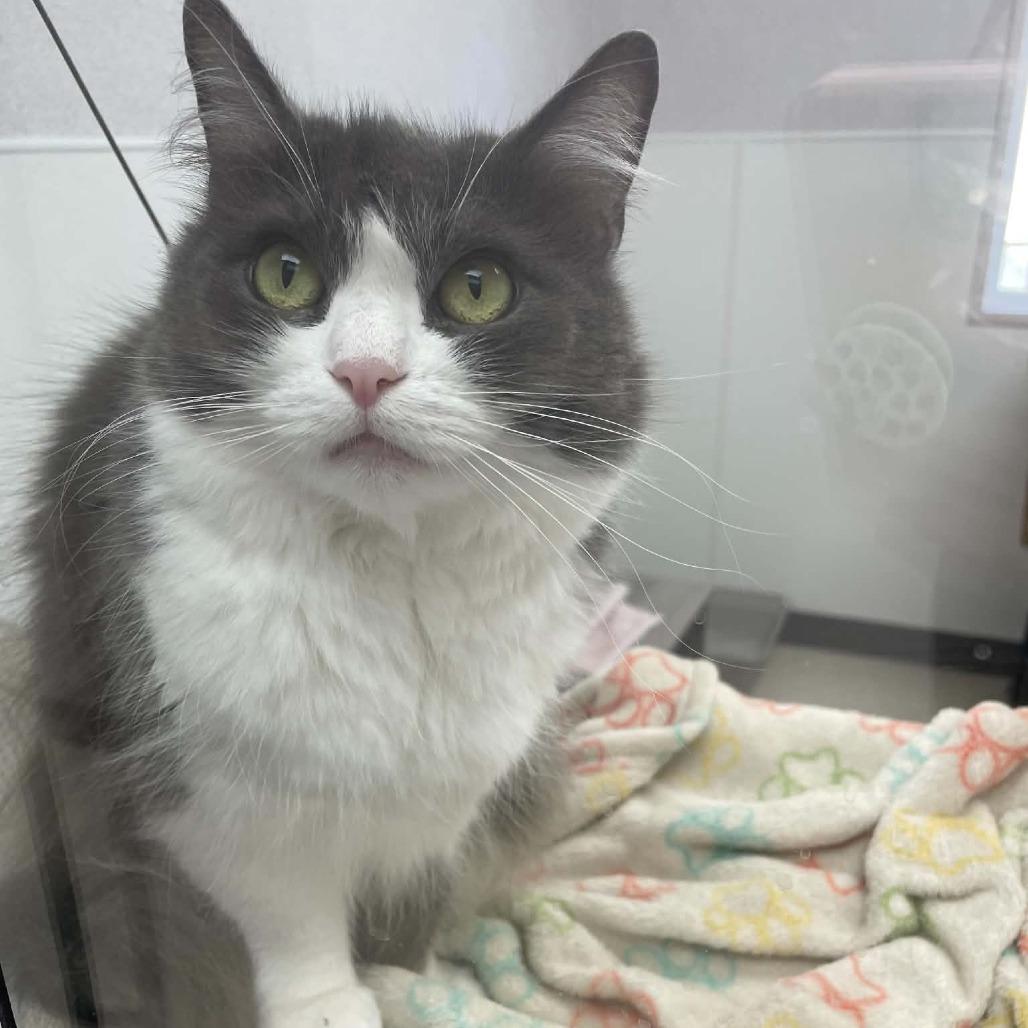 Enlarge Violet, a Adoptable Domestic Medium Hair in St. Helena, CA image 4/5