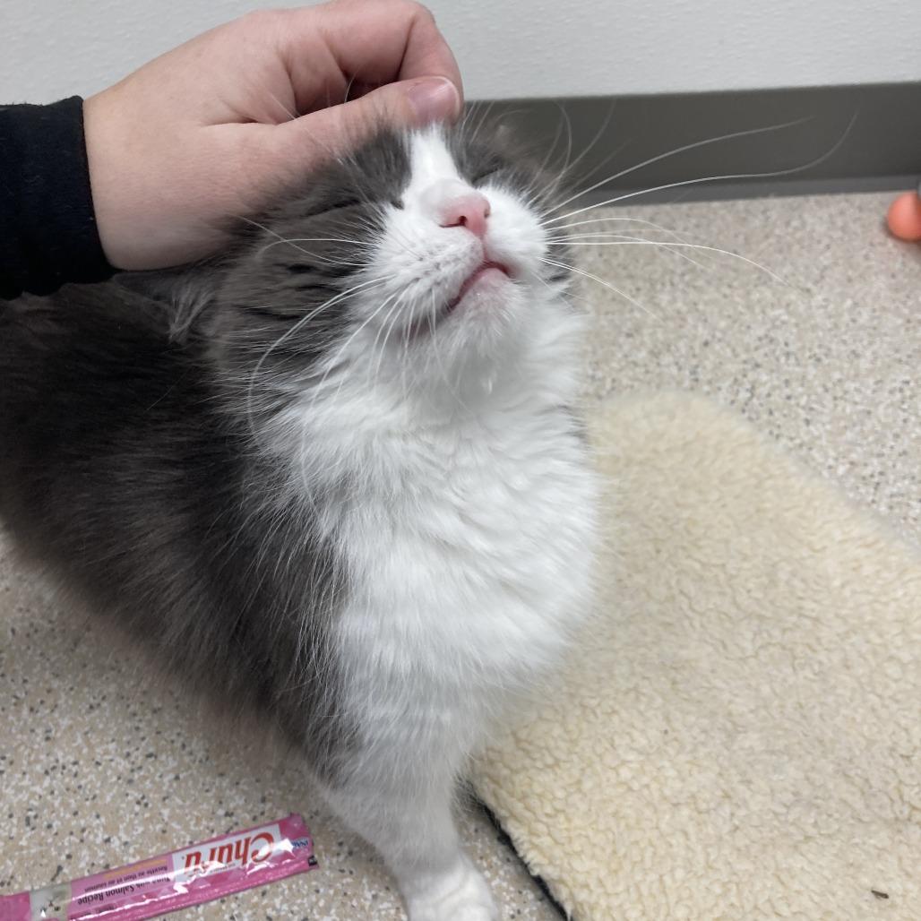 Enlarge Violet, a Adoptable Domestic Medium Hair in St. Helena, CA image 4/4