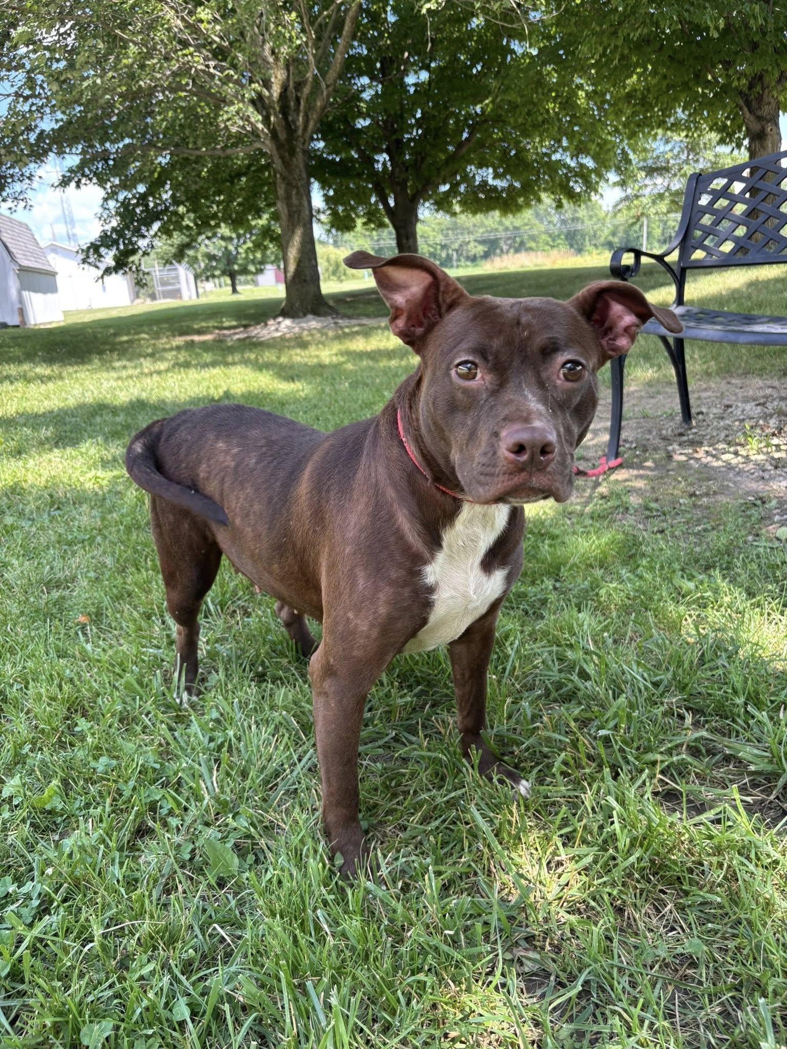 Enlarge Susie, a Adoptable mixed breed in Paris, IL image 2/2