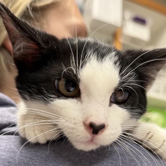 Center, Adoptable, Kitten Male Domestic Short Hair.