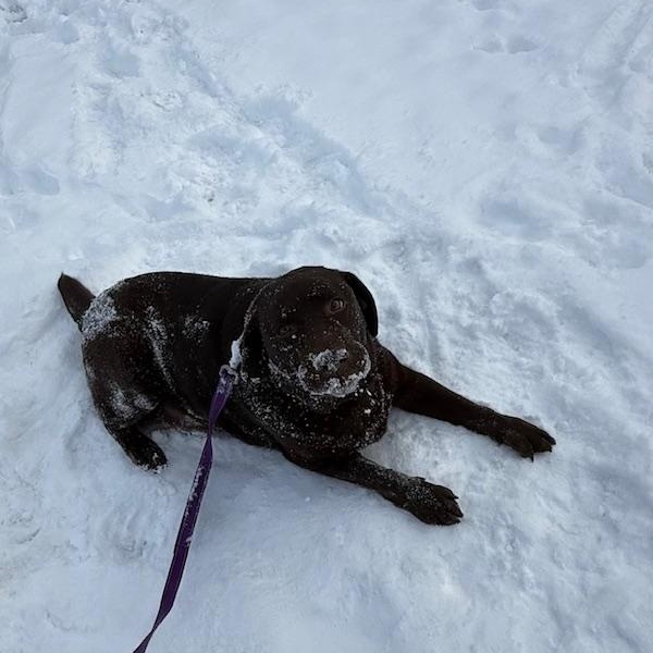 Enlarge Rosie, an adopted Chocolate Labrador Retriever in Honesdale, PA image 3/5