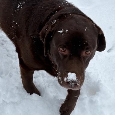 Enlarge Rosie, an adopted Chocolate Labrador Retriever in Honesdale, PA image 4/5