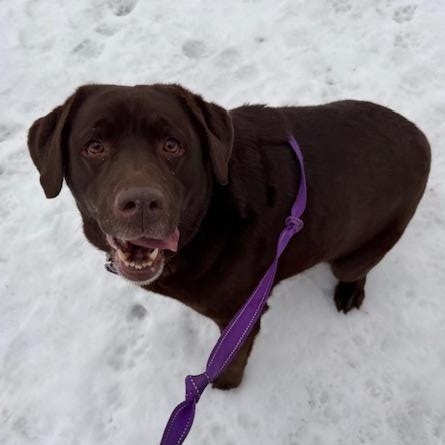 Enlarge Rosie, an adopted Chocolate Labrador Retriever in Honesdale, PA image 2/5