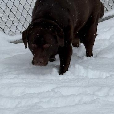 Enlarge Rosie, an adopted Chocolate Labrador Retriever in Honesdale, PA image 5/5