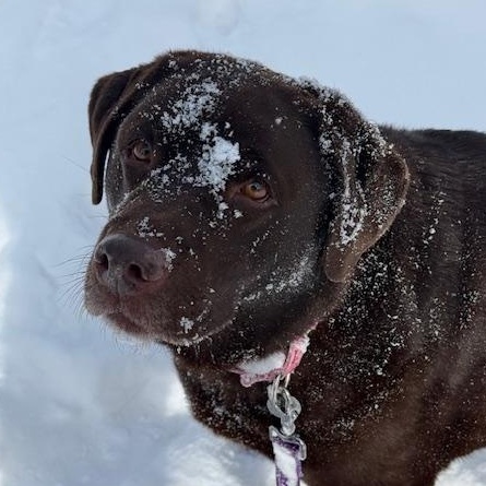 Enlarge Rosie, an adopted Chocolate Labrador Retriever in Honesdale, PA image 1/5