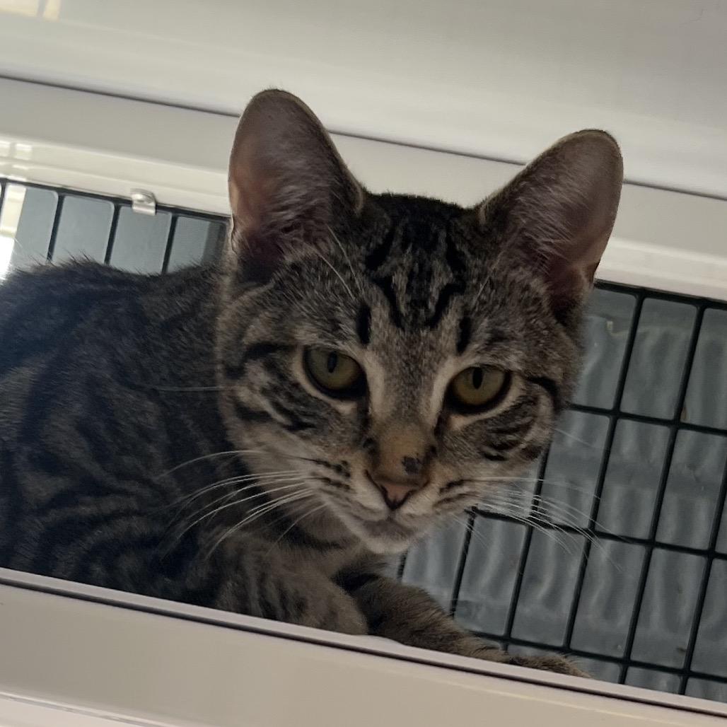 Gaia, a Adoptable Domestic Short Hair in Ruckersville, VA image 2/2