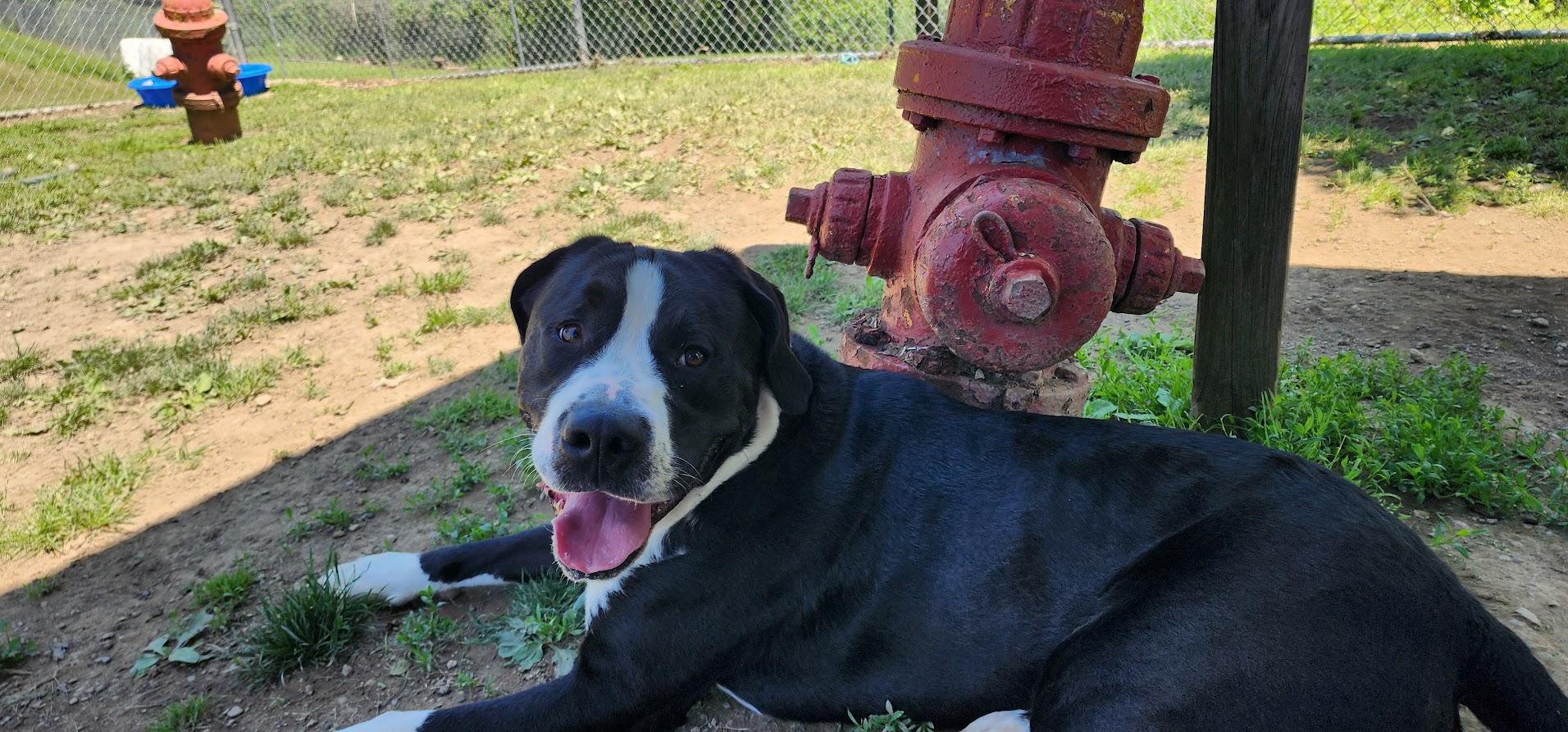 DALLAS (128-26), a ADOPTABLE mixed breed in Cambridge, OH image 5/5