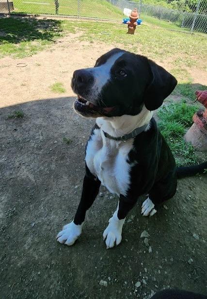 DALLAS (128-26), ADOPTABLE, Adult Male Mixed Breed & Great Dane.