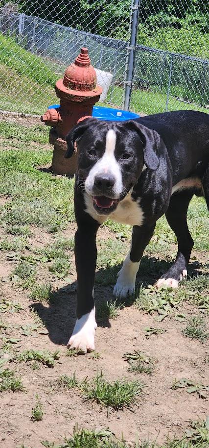 DALLAS (128-26), a ADOPTABLE mixed breed in Cambridge, OH image 4/5