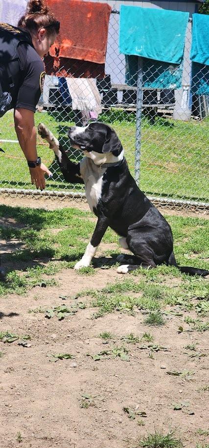 DALLAS (128-26), a ADOPTABLE mixed breed in Cambridge, OH image 2/5