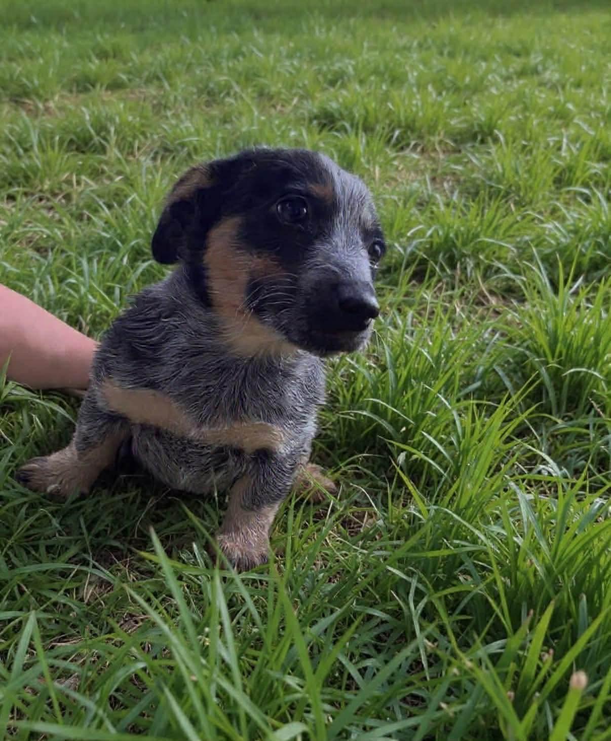 Enlarge Brynn, an adopted mixed breed in Eatontown, NJ image 2/3
