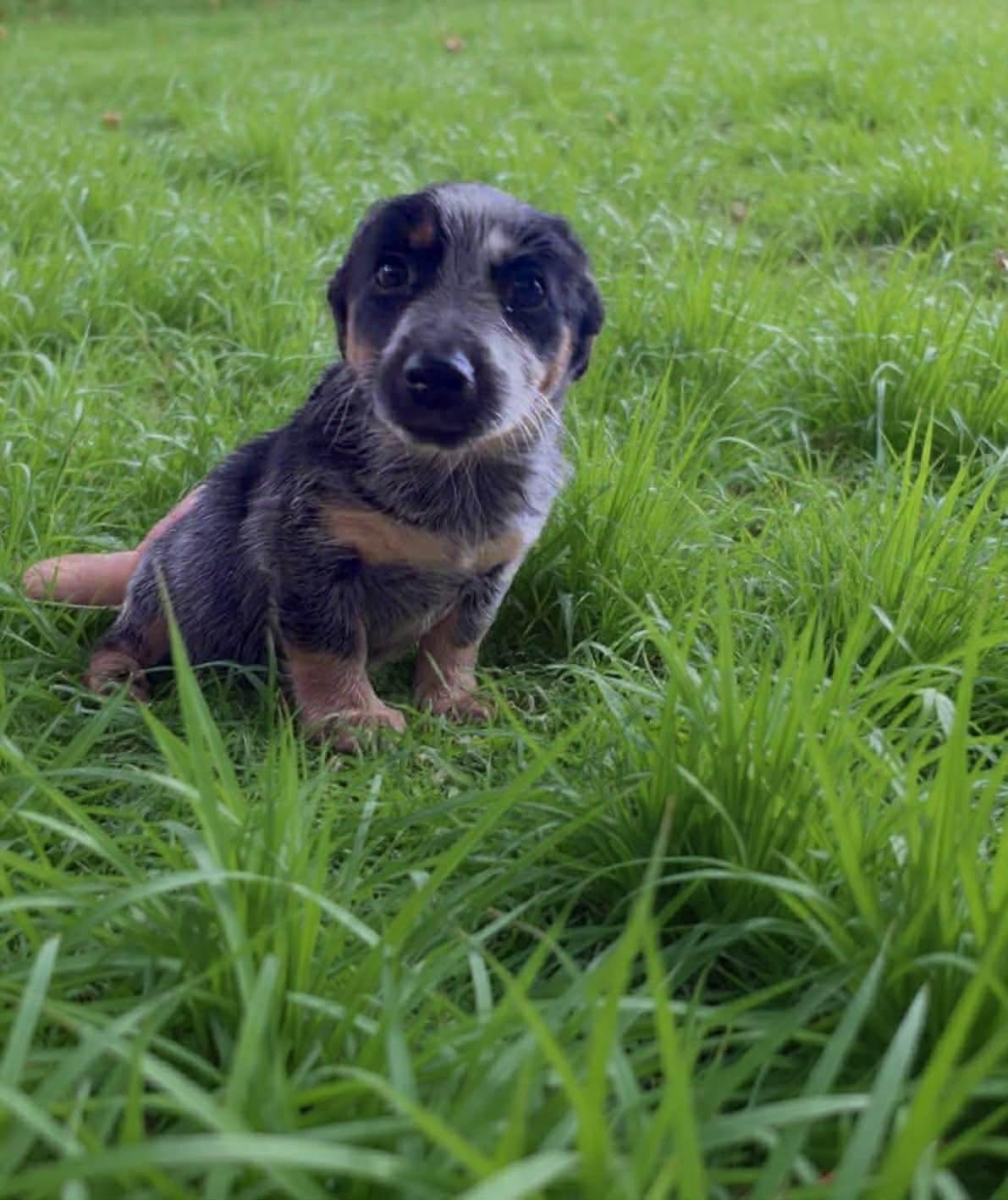 Enlarge Brynn, an adopted mixed breed in Eatontown, NJ image 3/3