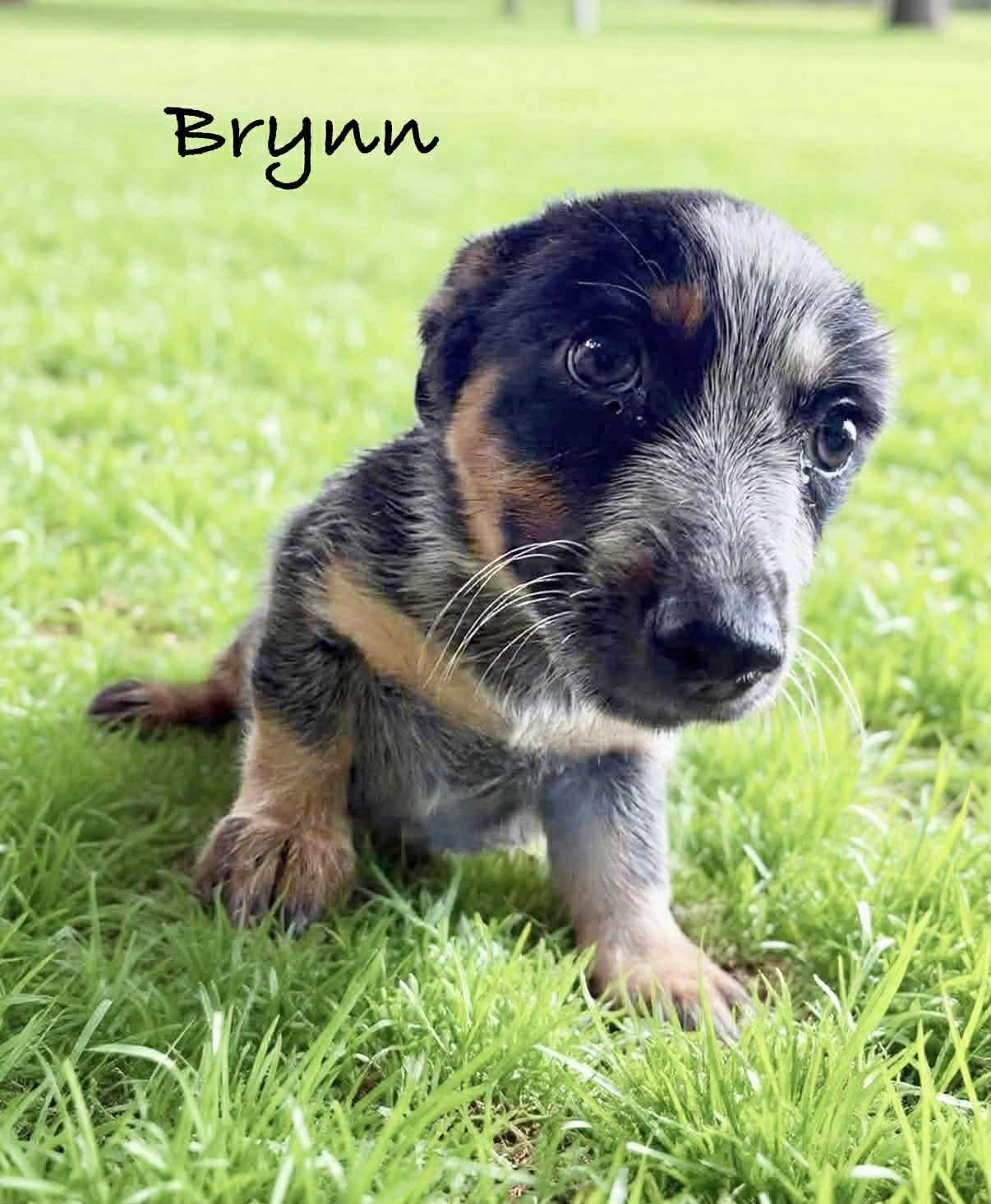 Brynn, adopted, Puppy Female Chiweenie & Australian Kelpie.