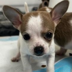 Pili, adopted, Puppy Female Chihuahua.