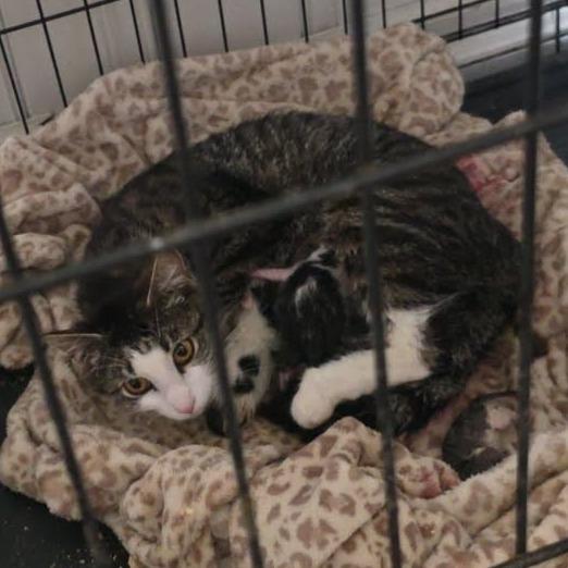 Daisy, Adoptable, Adult Female Domestic Short Hair.