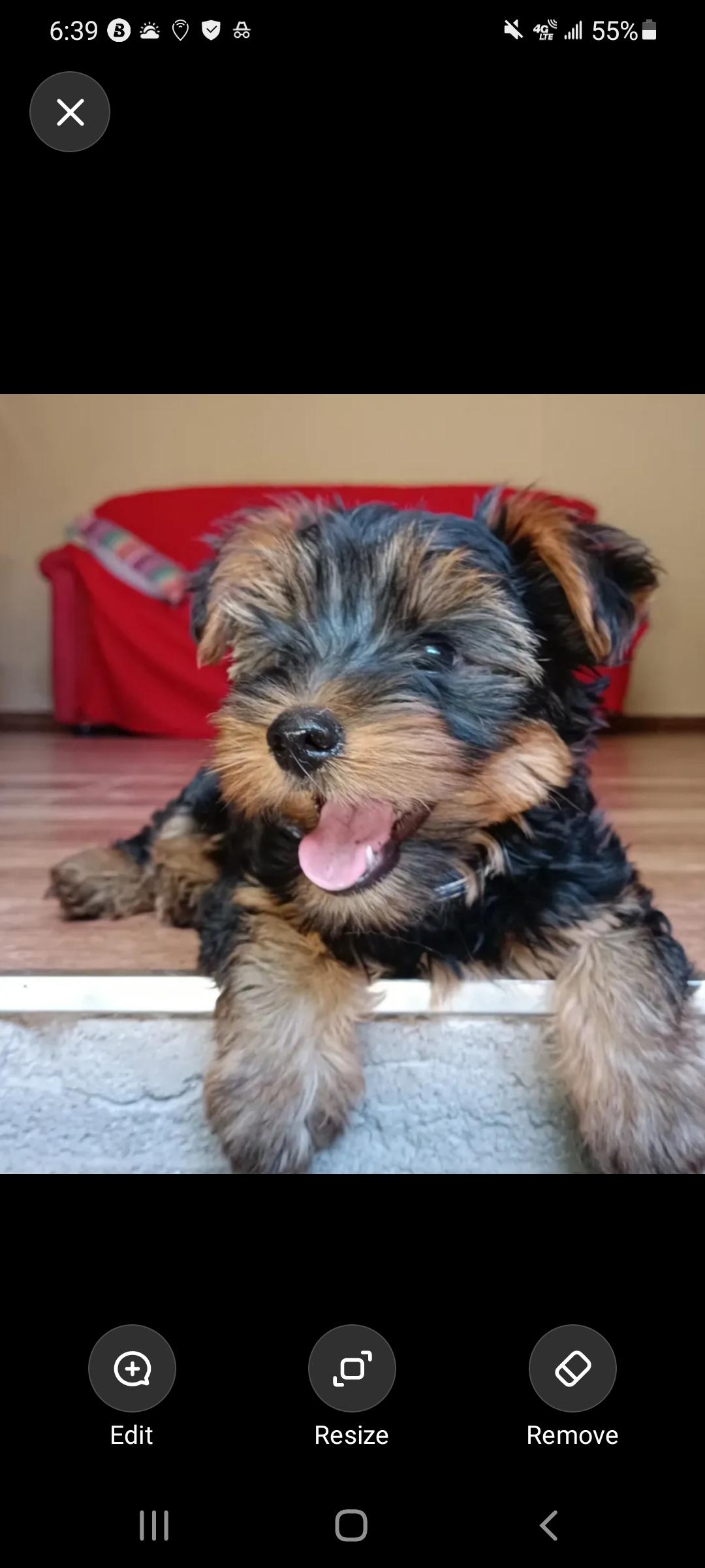 Onxy, Adoptable, Young Male Yorkshire Terrier.