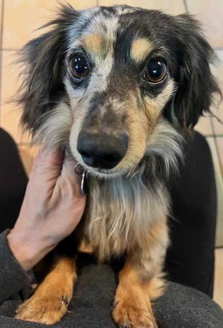 Ollie   -   So Ca, Adoptable, Adult Male Dachshund.