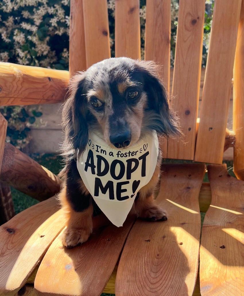 Enlarge Ollie   -   So Ca, a Adoptable Dachshund in Los Angeles, CA image 2/3