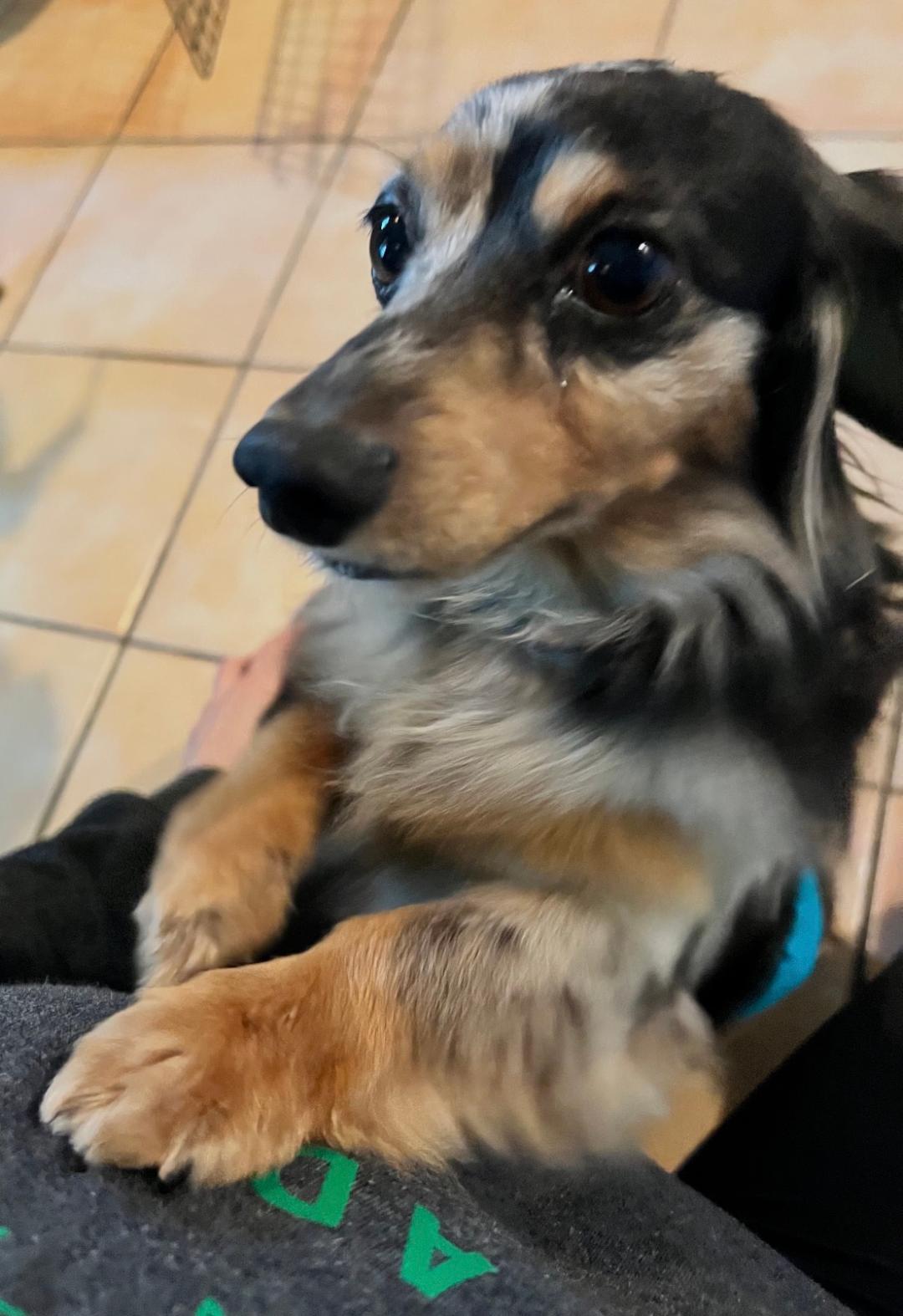 Enlarge Ollie   -   So Ca, a Adoptable Dachshund in Los Angeles, CA image 3/3