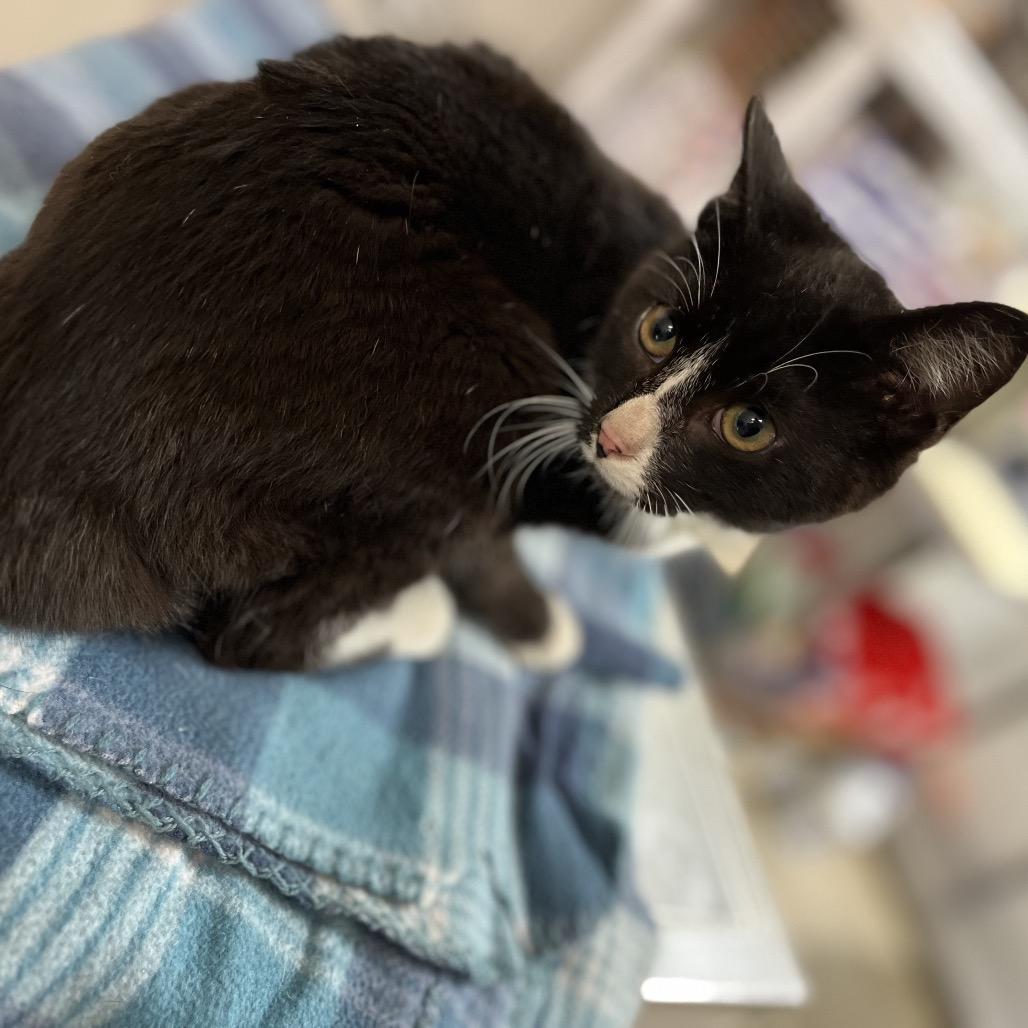 Enlarge Duke, a Adoptable Domestic Short Hair in Clanton, AL image 1/2
