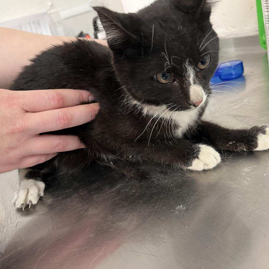 Enlarge Duke, a Adoptable Domestic Short Hair in Clanton, AL image 2/2