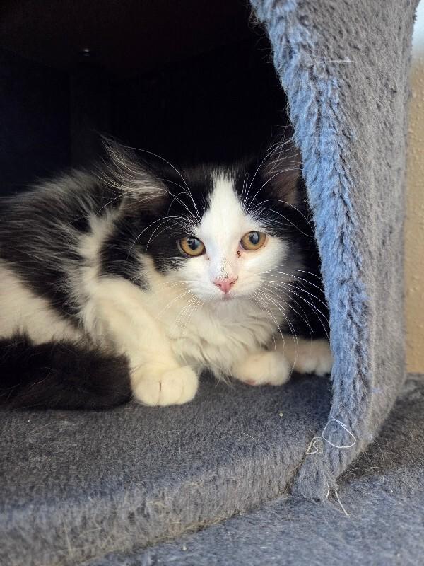 Kenzie, a Adoptable Domestic Long Hair in Yankton, SD image 1/4