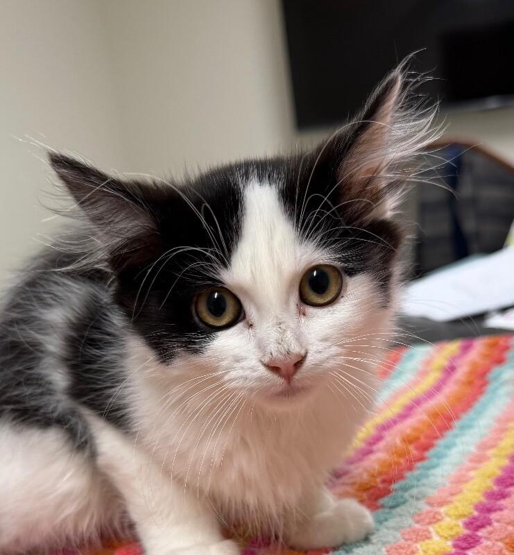 Kenzie, a Adoptable Domestic Long Hair in Yankton, SD image 2/4