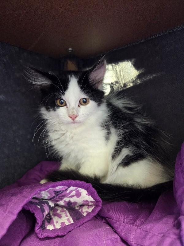Kenzie, a Adoptable Domestic Long Hair in Yankton, SD image 3/4