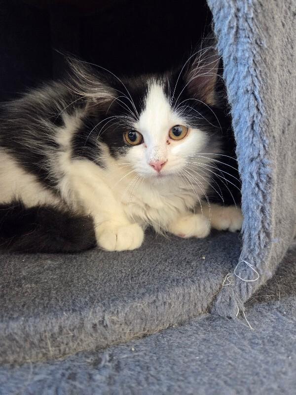 Kenzie, a Adoptable Domestic Long Hair in Yankton, SD image 4/4
