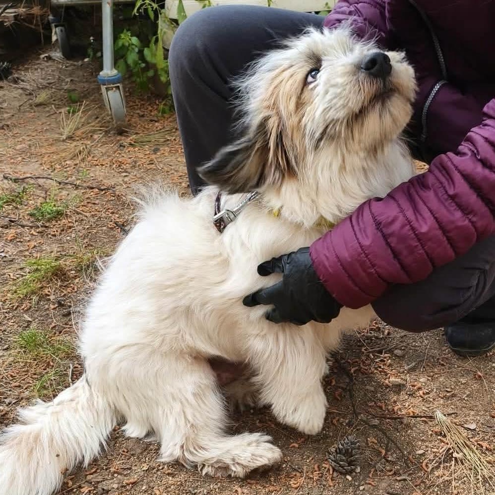 Enlarge Aris, a ADOPTABLE mixed breed in Scarborough, ON image 2/4