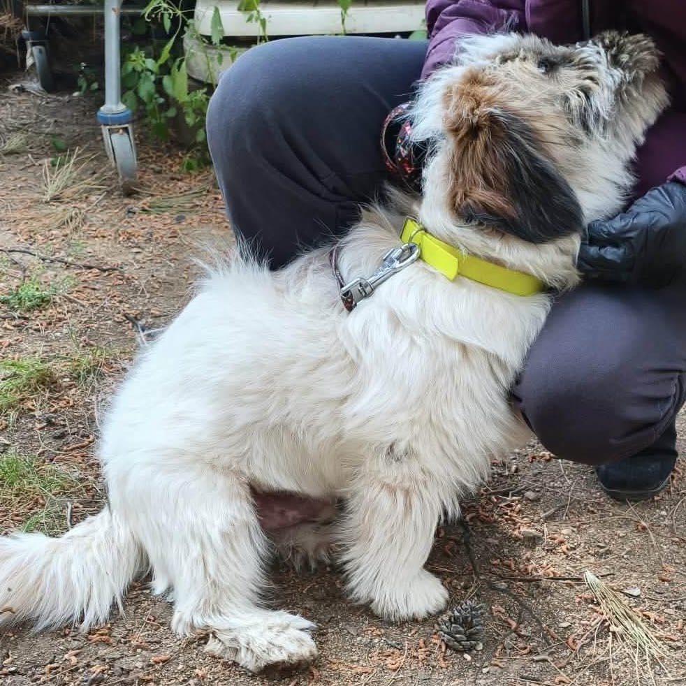 Enlarge Aris, a ADOPTABLE mixed breed in Scarborough, ON image 4/4