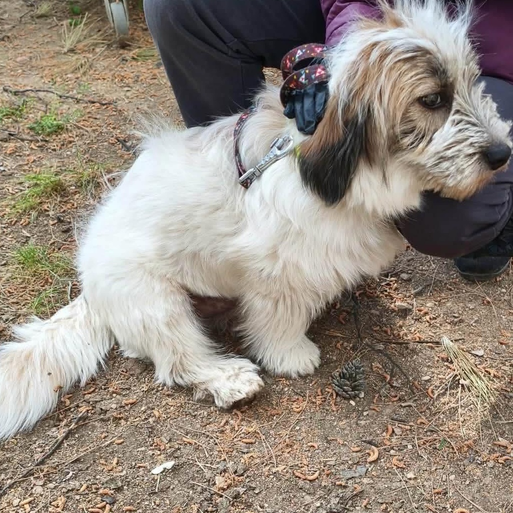 Enlarge Aris, a ADOPTABLE mixed breed in Scarborough, ON image 3/4