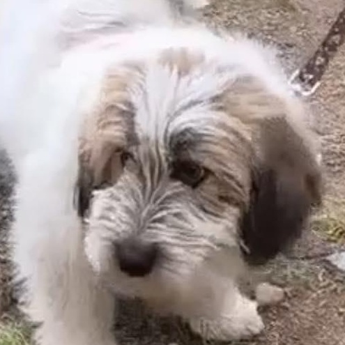 Aris, ADOPTABLE, Young Male Maltipoo.