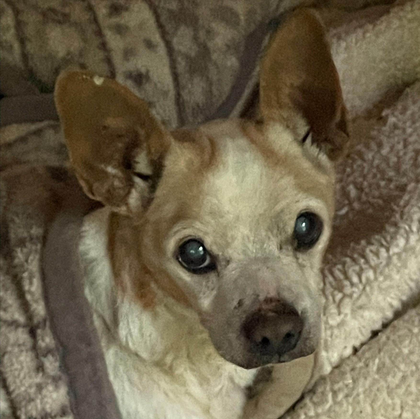 Enlarge Biscuit, a Adoptable mixed breed in Albany, NY image 2/6