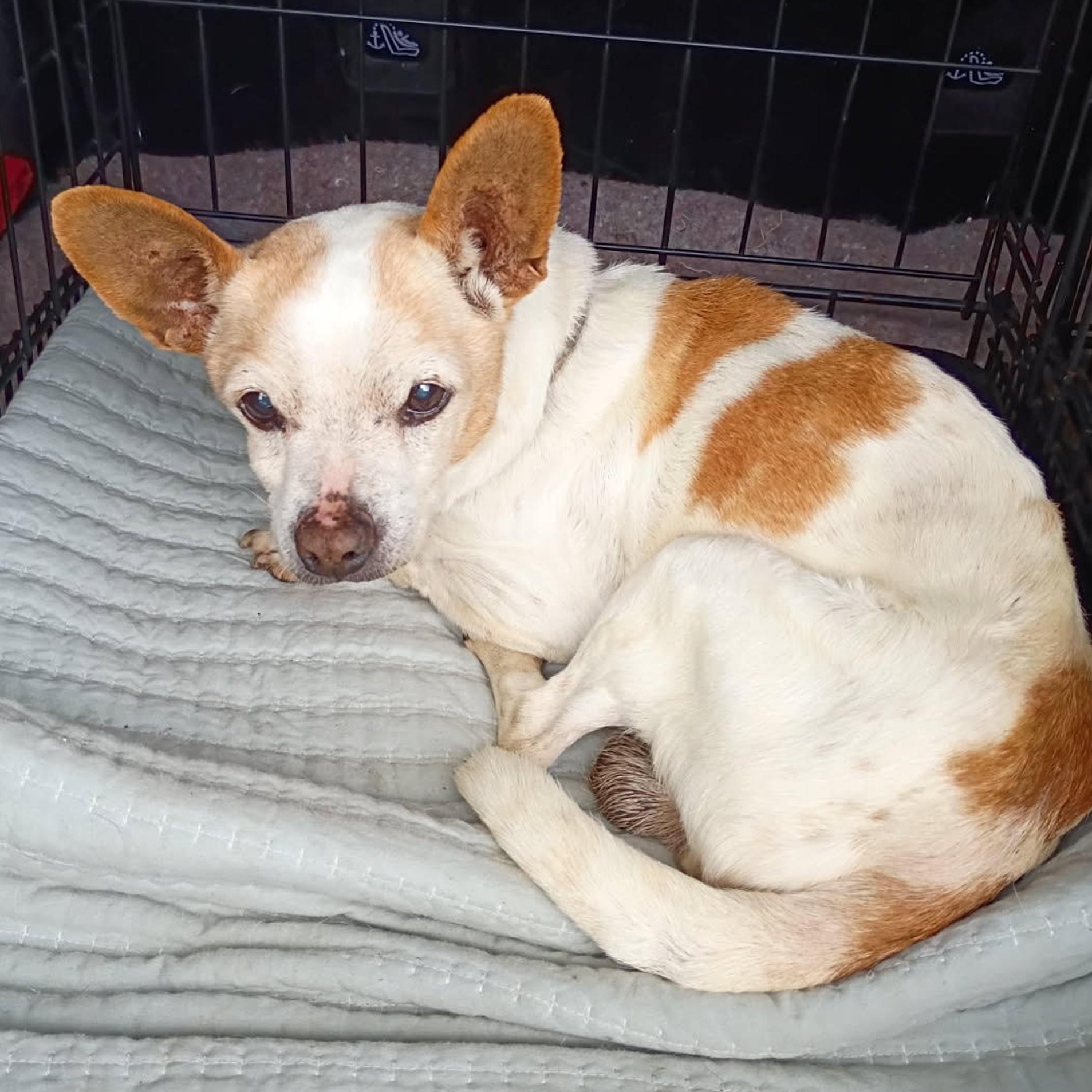 Enlarge Biscuit, a Adoptable mixed breed in Albany, NY image 6/6