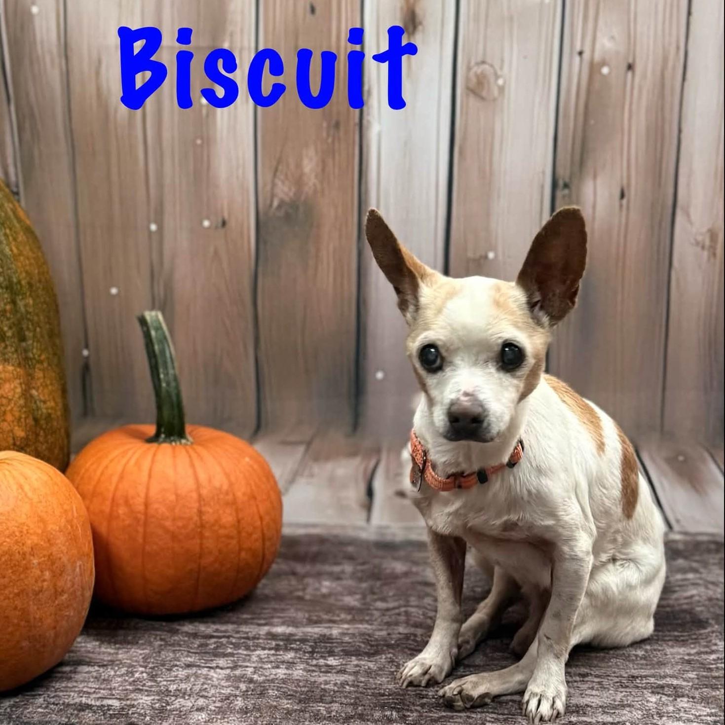 Biscuit, Adoptable, Senior Male Chihuahua.