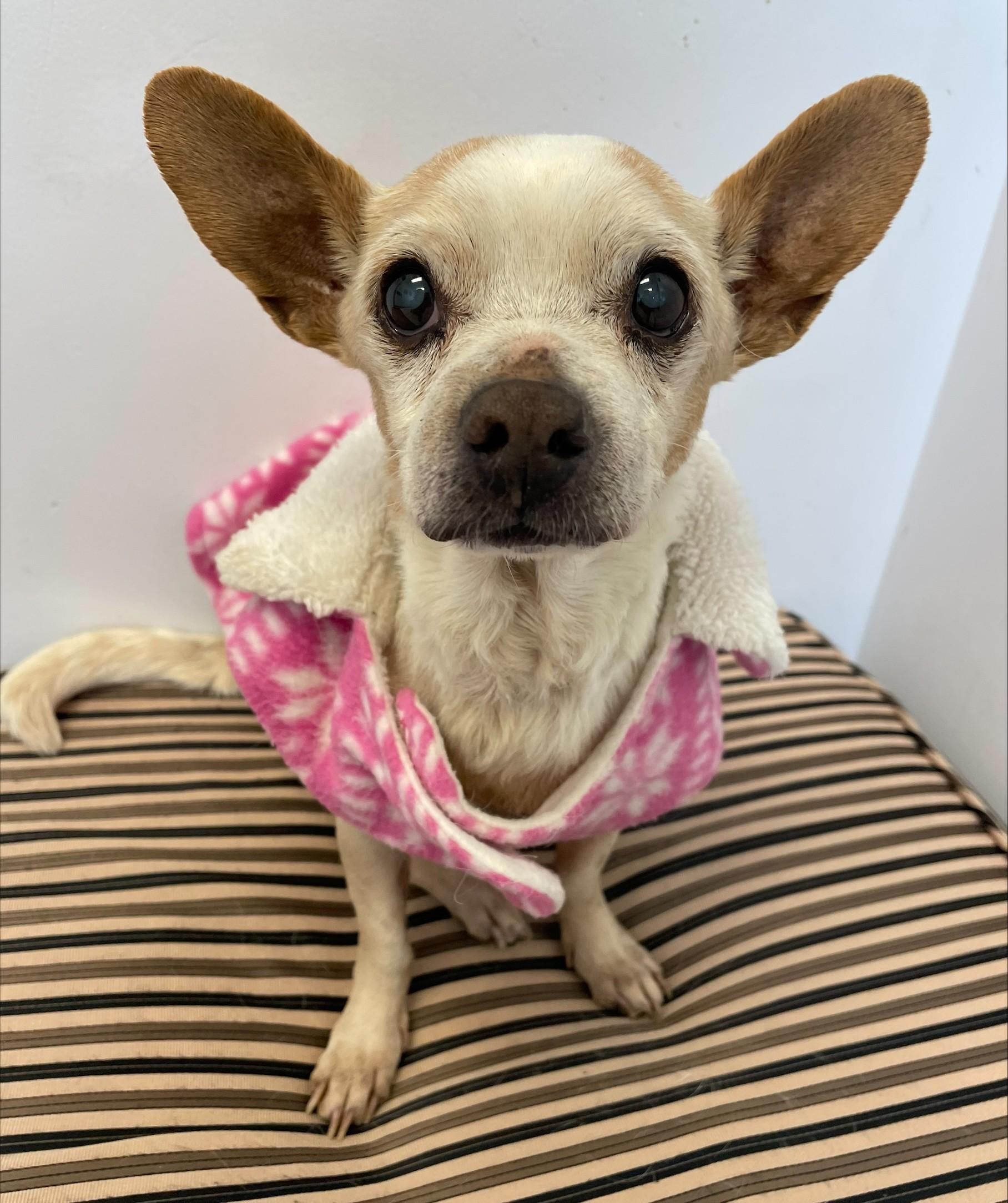 Enlarge Biscuit, a Adoptable mixed breed in Albany, NY image 3/6