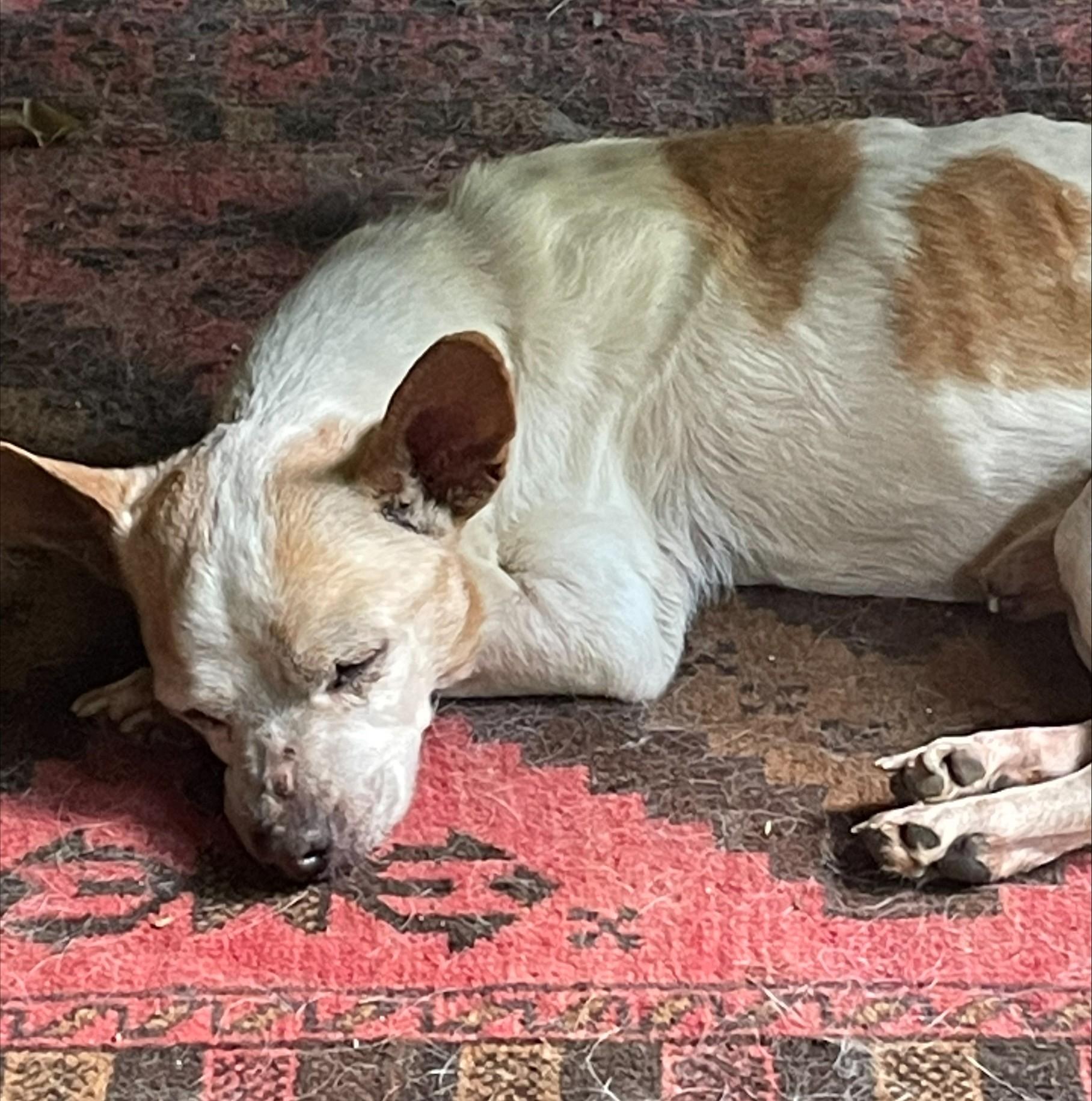 Enlarge Biscuit, a Adoptable mixed breed in Albany, NY image 5/6